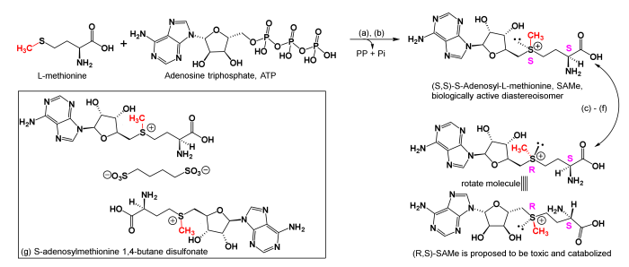 Norepinephrine biosynthesis tyrosine healthjade