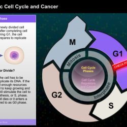 Biointeractive eukaryotic cell cycle and cancer