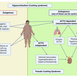 Syndrome cushings cushing disease nursing symptoms pathophysiology graphic pharmacology medical nurse mosby school mnemonics endocrine memory system vs notecards explore