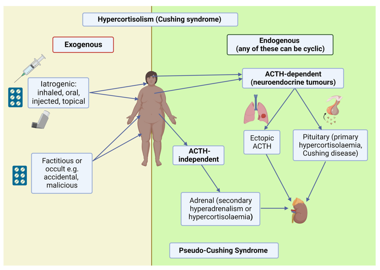 Syndrome cushings cushing disease nursing symptoms pathophysiology graphic pharmacology medical nurse mosby school mnemonics endocrine memory system vs notecards explore