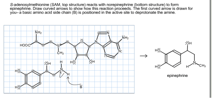 Norepinephrine synthesis tyrosine alpha hydroxylase autonomic introduction methyldopa beta nervous inhibits thus preventing decarboxylase pharmacology autonomics pharmacology2000